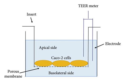teer value chart|Measuring Trans Epithelial Electrical Resistances (TEER).